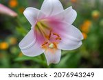 White lilia flower closeup pink