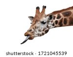 Funny Giraffe Head With Long...