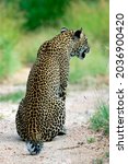 Small photo of Back of a leopard sitting in a river bed