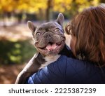 gray french bulldog in the arms of a man