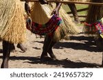 Small photo of Traditional cultural grass skirts and beautiful colorful woven fans at sing sing bamboo band dance in Bougainville, Papua New Guinea