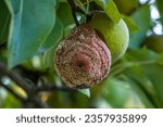 Small photo of Pear moniliosis. Pears rot on a tree. Fruit rot of pear. Diseases of fruit trees.