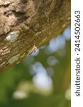 Small photo of Insect cocoon. Bagworm cocoon hanging on tree trunk isolated with nature background.