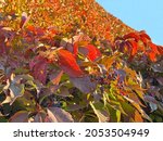 Beautiful Colorful Leaves In...