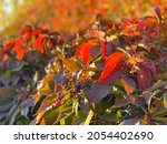 Autumn Red Leaves In Garden....