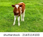 Small photo of Cow calf grazes on green grass field. Young cow stands agricultural field. Heifer grazing in the meadow.
