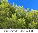 Pine trees in conifer forest against blue sky.