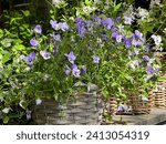 Pansies blue violet flowers...