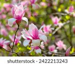 Magnolia flowers pink white...
