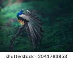 Peacock Dancing In Indian Jungle