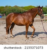 Small photo of Beautiful brown chestnut mare horse with a halter at a riding school range