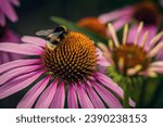 A bright textured bumblebee sits on a beautiful flower. A beautiful, bright flower on which sits a textured bumblebee.