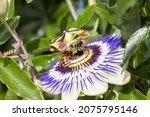 Violet Flower Of Passionflower ....