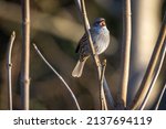 Small photo of Short-toed Treecreeper, Certhia brachydactyla, on a branch of a shrubbery in Rijkevorsel, Antwerp, Belgium. High quality photo