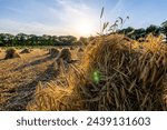 Small photo of The photograph showcases a close-up view of a sheaf of wheat, with the sun setting in the background casting a warm, radiant light. The golden strands of wheat are highlighted, showing their texture