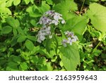 Small photo of Lunaria annua rediviva white flowers. Hesperis matronalis, Money plant, Moneywort, Moonwort bloom in summer forest. Perennial honestry medicinal long stems and leaves. Family cabbage and Brassicaceae