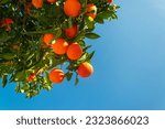 An orange tree flower with...