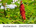 Rhus Typhina Fruit  Staghorn...