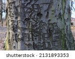 Graphites Etched On To The Bark ...