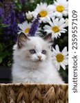 Small photo of Sweet Ragdoll Kitten sitting in a basket in the blooming garden