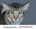 Portrait of an Oriental Longhair Cat