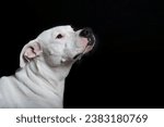 Small photo of Portrait of a Dogo Argentino with a black Background