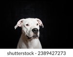 Small photo of Portrait of a Dogo Argentino