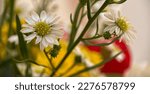 Small photo of white daisies, that just exudes a sense of pure, unadulterated beauty. These charming little flowers are the epitome of simplicity and grace, with their bright white petals and cheerful yellow centers