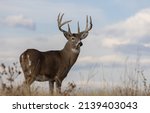 Small photo of Whitetail Deer Buck in the Fall Rut in Colorado