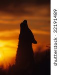 Gray Wolf Howling In Sunset