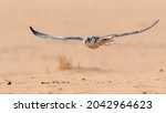 Falcon flying low towards its prey during a falconry show near Riyadh Saudi Arabia
