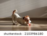 Small photo of Cute four months old wire haired Jack Russel terrier puppy playing with orange rubber ball. Adorable rough coated pup chewing a toy on a hardwood floor. Close up, copy space, wood textured background.