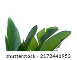 Small photo of Group of big green leaves of exotic banana palm tree in sunshine on white background. Cropped shot of tropical plant with visible leaf texture. Pollution free symbol. Close up, copy space.