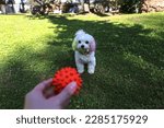 Small photo of POV of a young woman playing fetch in the park with here cute maltese dog. Young woman throwing a orange rubber ball to her pup on the green lawn. Close up, copy space, background.