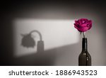 Small photo of Lonely and Sadness Feeling. Mental Health Disorder in Relationship Concept. Pink Languish Rose Flower Shading Shadow on the Wall. Symbol of Love and Valentines Day