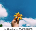 A hand holding a yellow flower with the background of the blue sky and white clouds, processed by iphone XS
