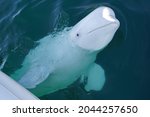 Beluga whale hvaldimir in northern Norway