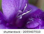 Purple Flower Shedding Pollen ...