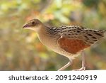 The corn crake, corncrake or landrail (Crex crex) is a bird in the rail family. It breeds in Europe and Asia as far east as western China, and migrates to Africa for the Northern Hemisphere