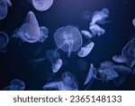 Paris aquarium, Moon jelly, Aurelia aurita is a species of the family Ulmaridae. All species in the genus are very similar, and it is difficult to identify Aurelia medusae without genetic sampling