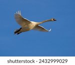 Small photo of Beautiful Mute Swan - Cygnus olor in flight against the blue sky