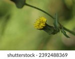 Small photo of pretty flower of the rooted pigweed, Hypochaeris radicata