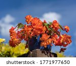 Small photo of A bright orange trailing begonia dangles from a blue ceramic pot on a brick wall. Shot in sunshine against a blue sky with very shallow depth of field to emphasise the beautiful vibrant flowers.