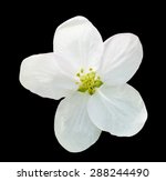 Little White Flower Flax...