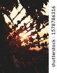 sunset on coffee fruit  field... | Shutterstock . vector #1578786316