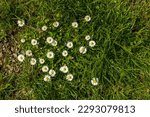 Small photo of Top view of white daisy flowers in green grass. White flowers in the grass. Pollen, petals, grass, pollen, summer, spring. Group of daisies, top view.