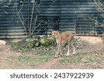 Small photo of Cheetah in zoo exhibit. Big enclosure at the zoo. Predator in captivity. Wild beast, predator. Feline. A fast feline beast. Cheetah. Patterned fur. Pattern, dots.