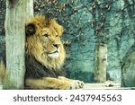 Small photo of Portrait of a lying lion in a zoo exhibit. A lion on a wooden platform in a zoo. A lion observing the surroundings. Portrait of a lion head. Beast, king of beasts, mane, majestic beast.