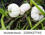 Small photo of The concept of agriculture. Two white baby boo pumpkins grow in the garden.