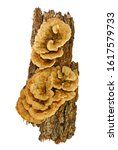 Small photo of Trametes versicolor, also known as coriolus versicolor and polyporus versicolor mushroom, the best natural cure for cancer